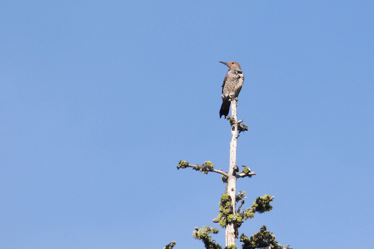 Northern Flicker (Yellow-shafted x Red-shafted) - ML238394871