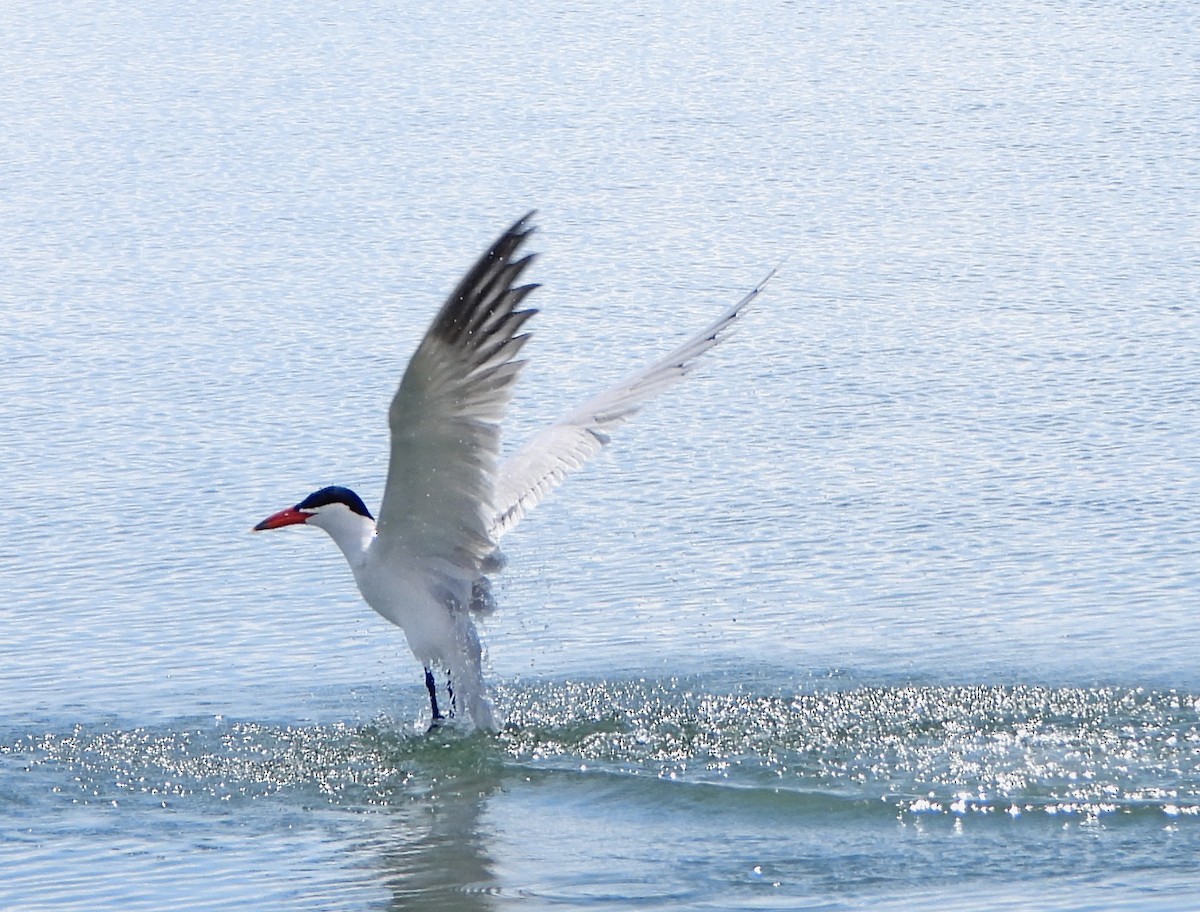 Caspian Tern - ML238395601