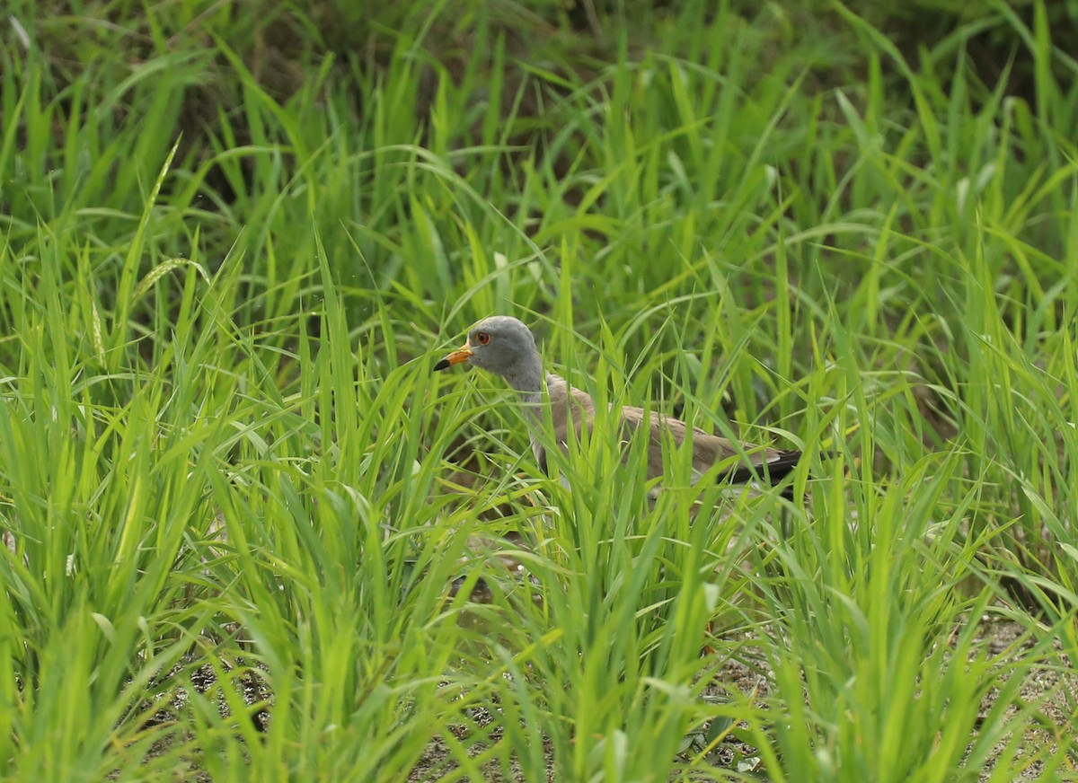 Gray-headed Lapwing - Qiang Zeng