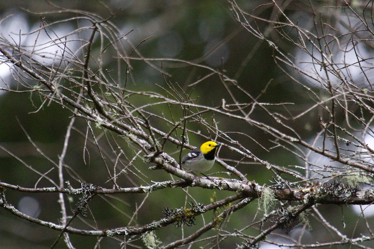 Hermit Warbler - ML238396021