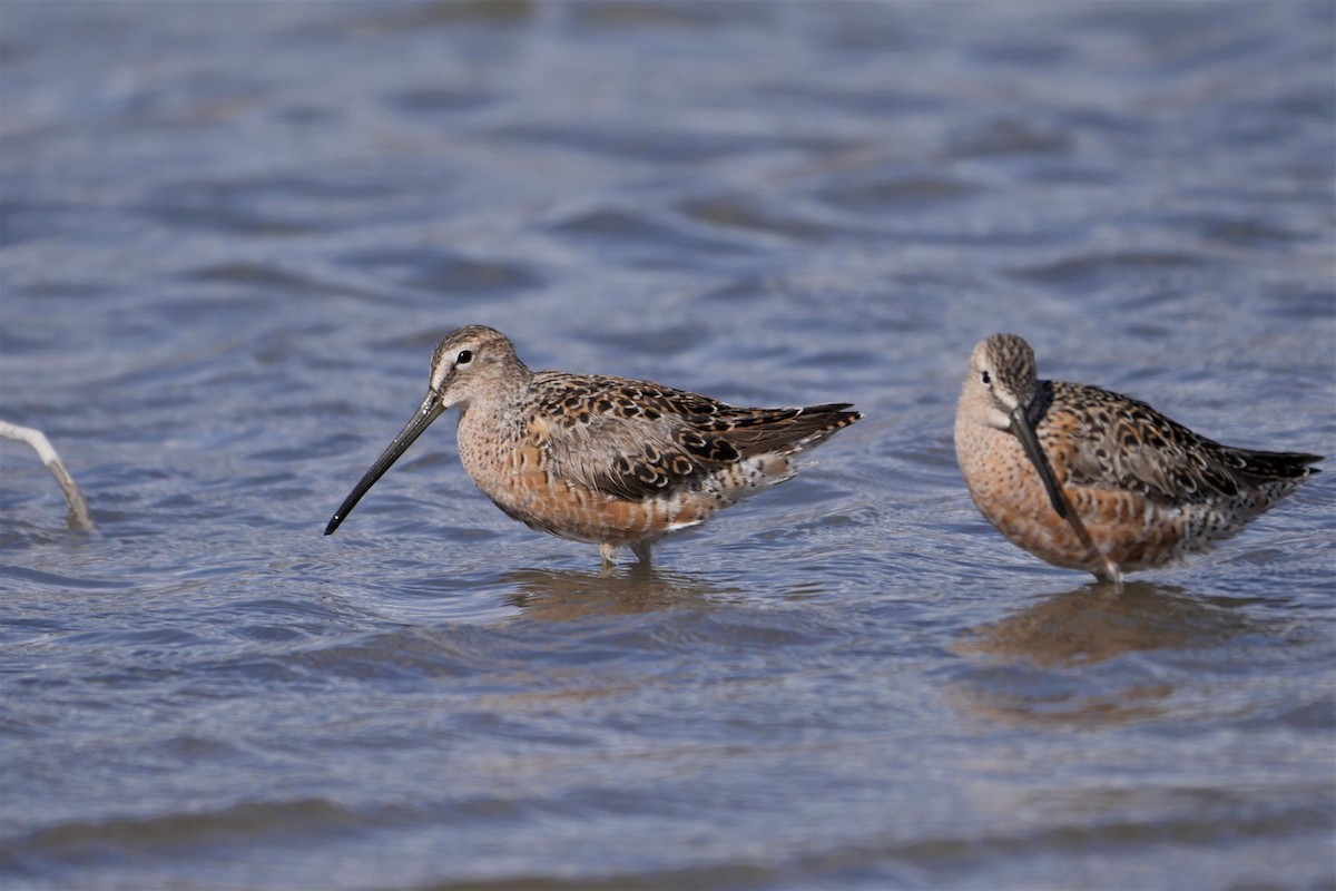 Long-billed Dowitcher - Mike Malmquist