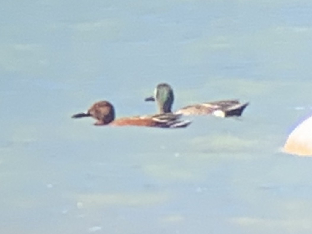 Cinnamon Teal - Adam Perrier