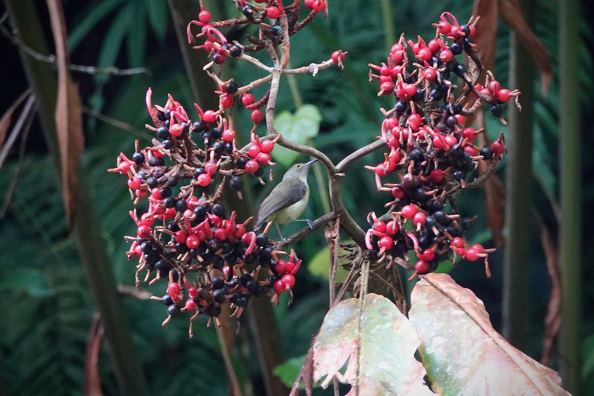 Spectacled Longbill - ML238399461