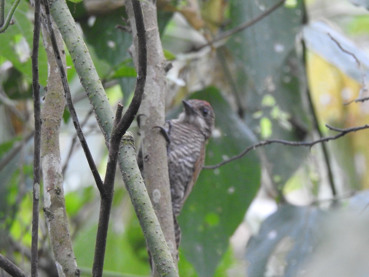 Red-rumped Woodpecker - ML238399631