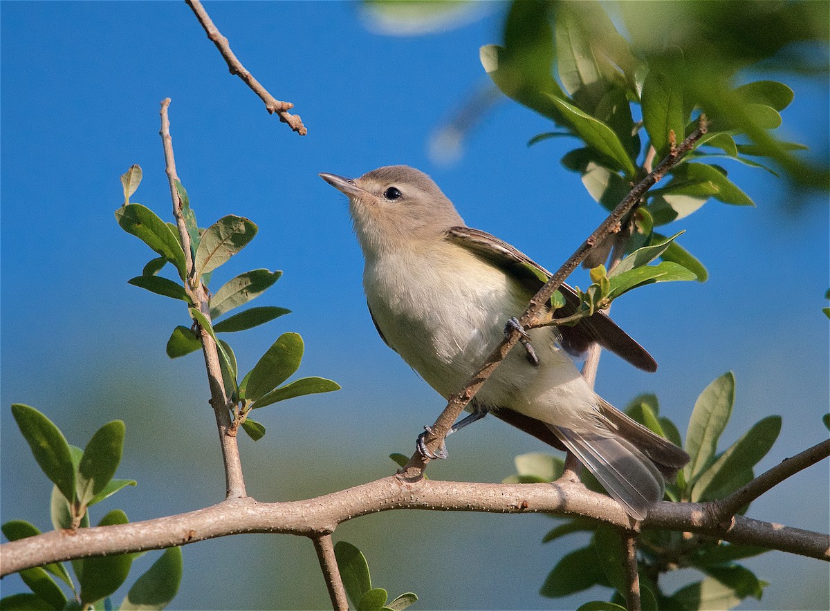 Ötücü Vireo - ML238400591