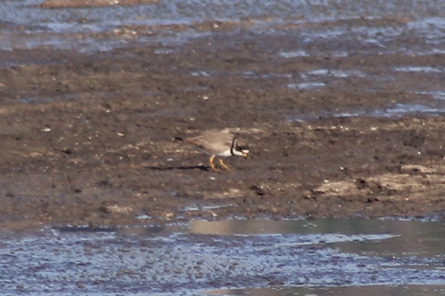 Semipalmated Plover - ML238400801