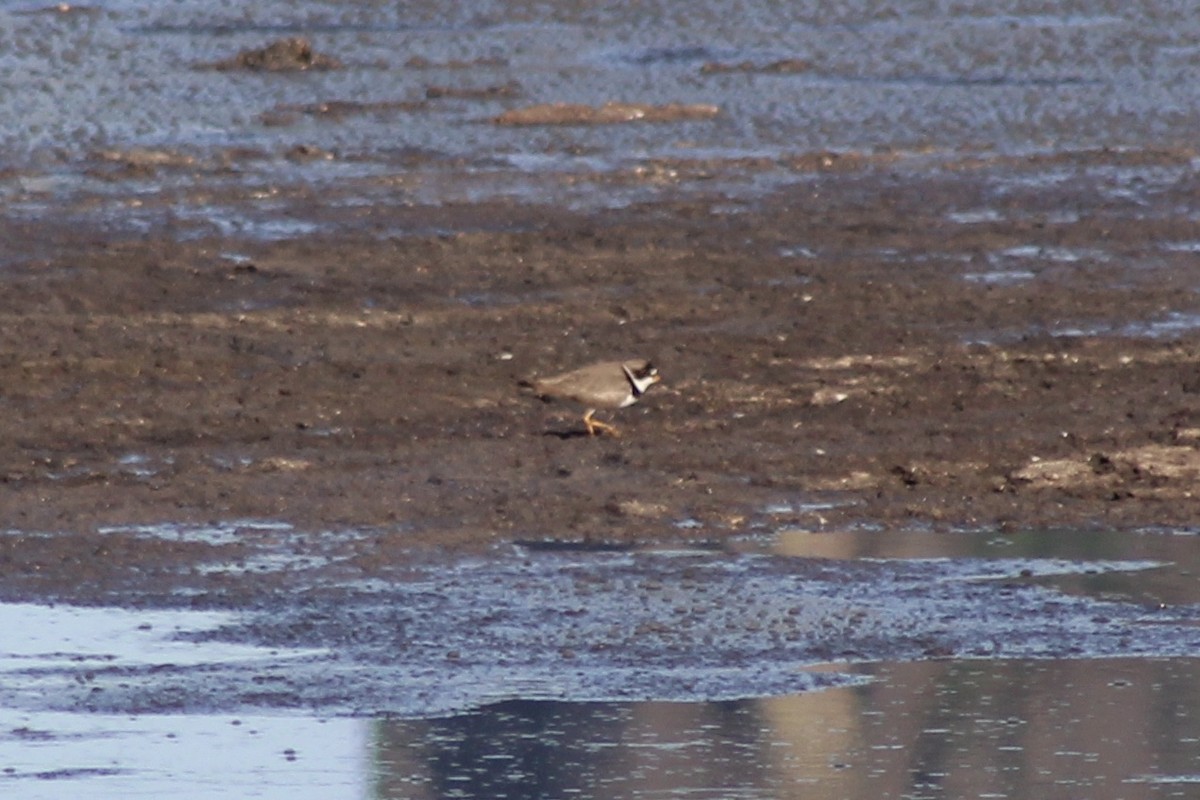 Semipalmated Plover - ML238400811