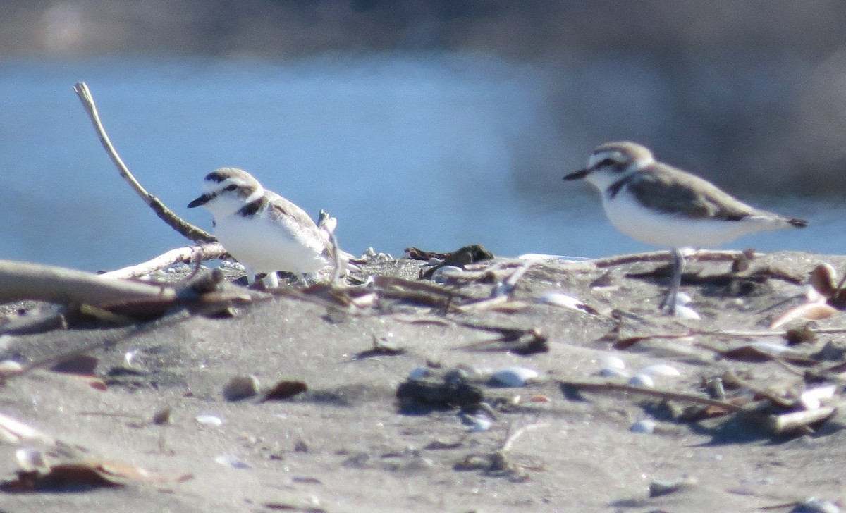 Snowy Plover - ML23840091