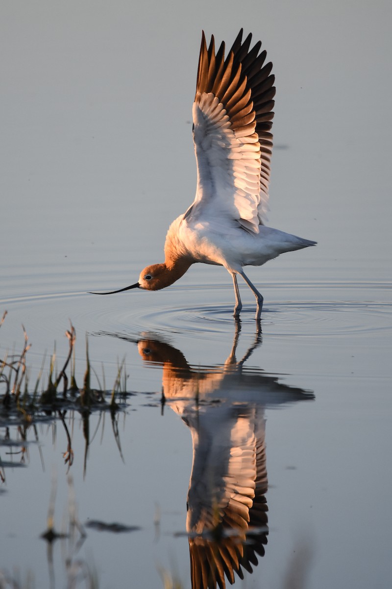 Avocette d'Amérique - ML238401731