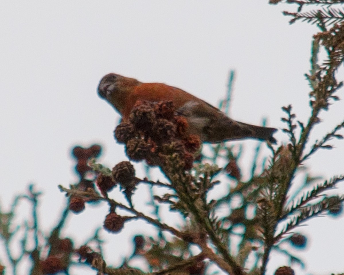 Red Crossbill - ML23840241
