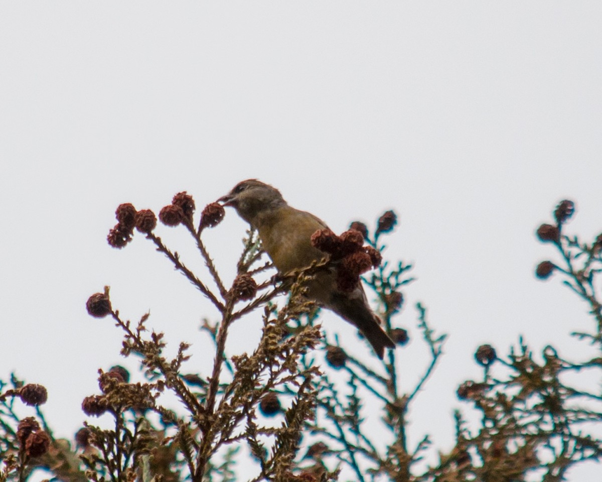 Red Crossbill - ML23840261