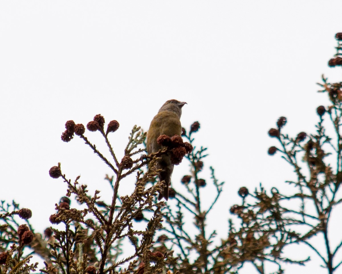 Red Crossbill - ML23840291