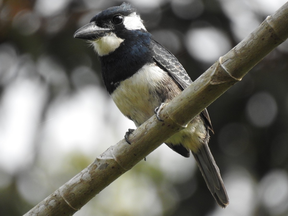 Black-breasted Puffbird - ML238403671