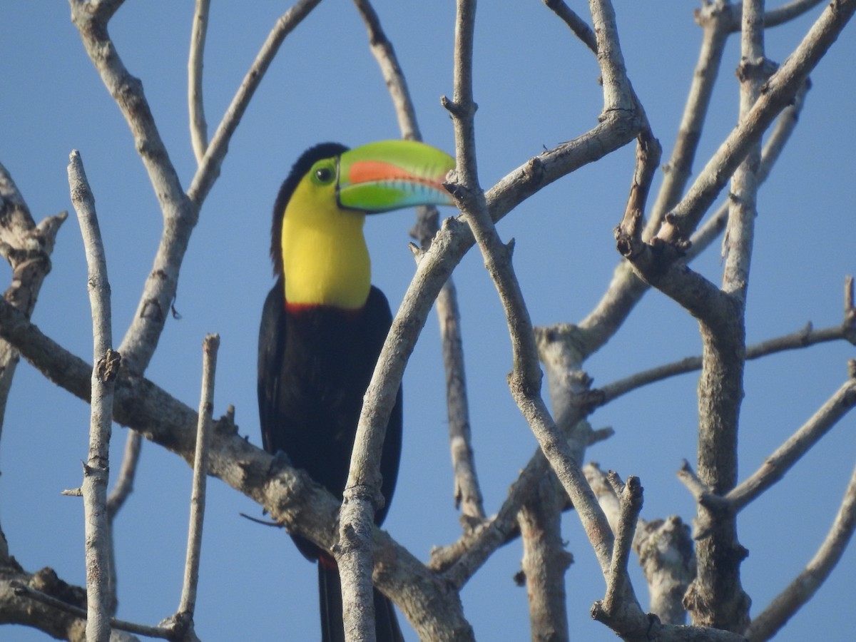 Keel-billed Toucan - ML238403781