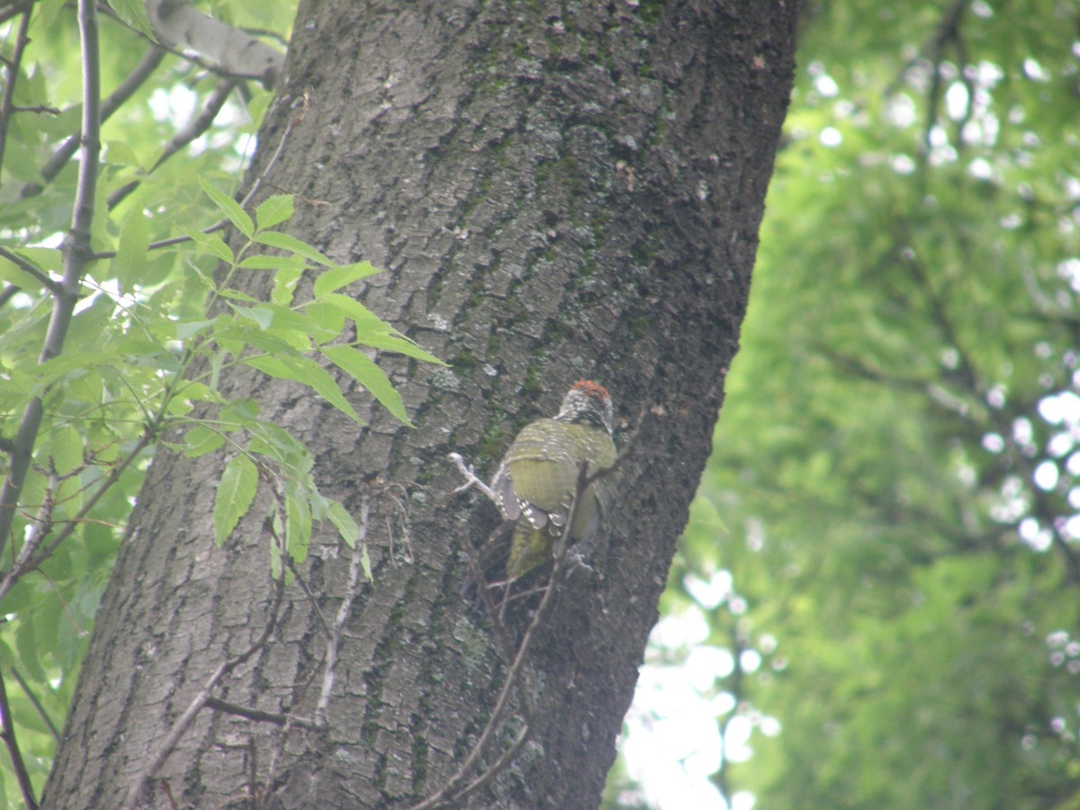 Eurasian Green Woodpecker - ML238406431