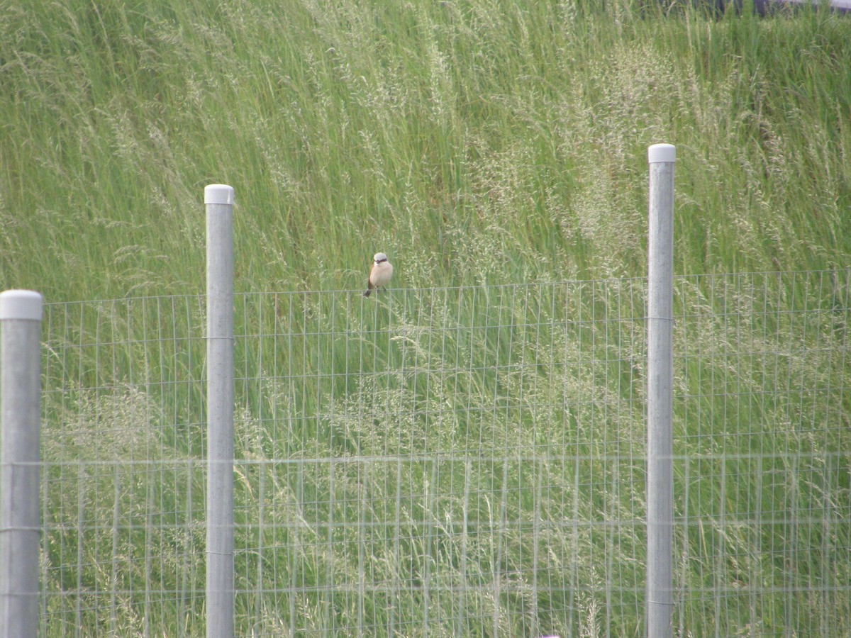 Red-backed Shrike - ML238406561