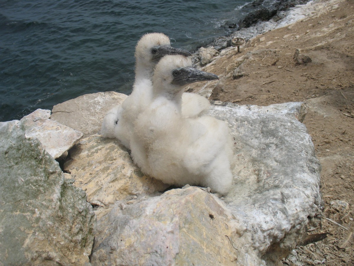 Peruvian Booby - ML238408301