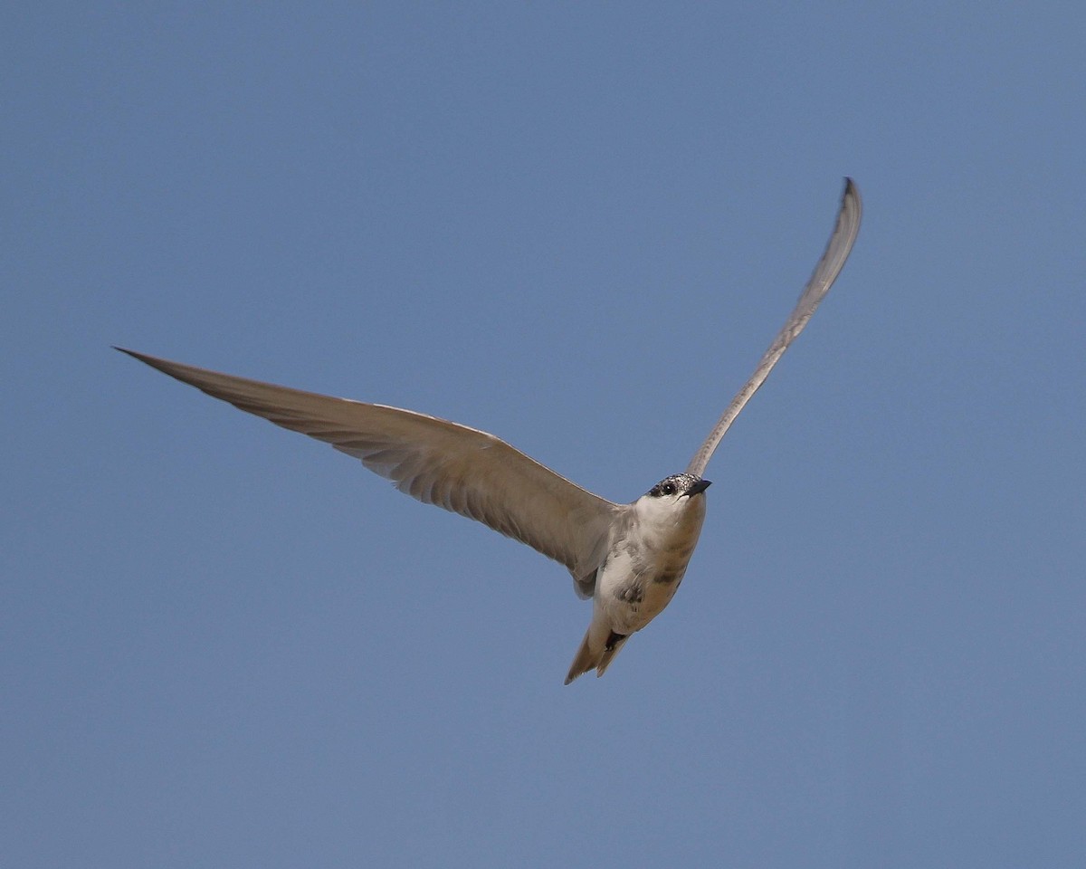 Whiskered Tern - ML238408441