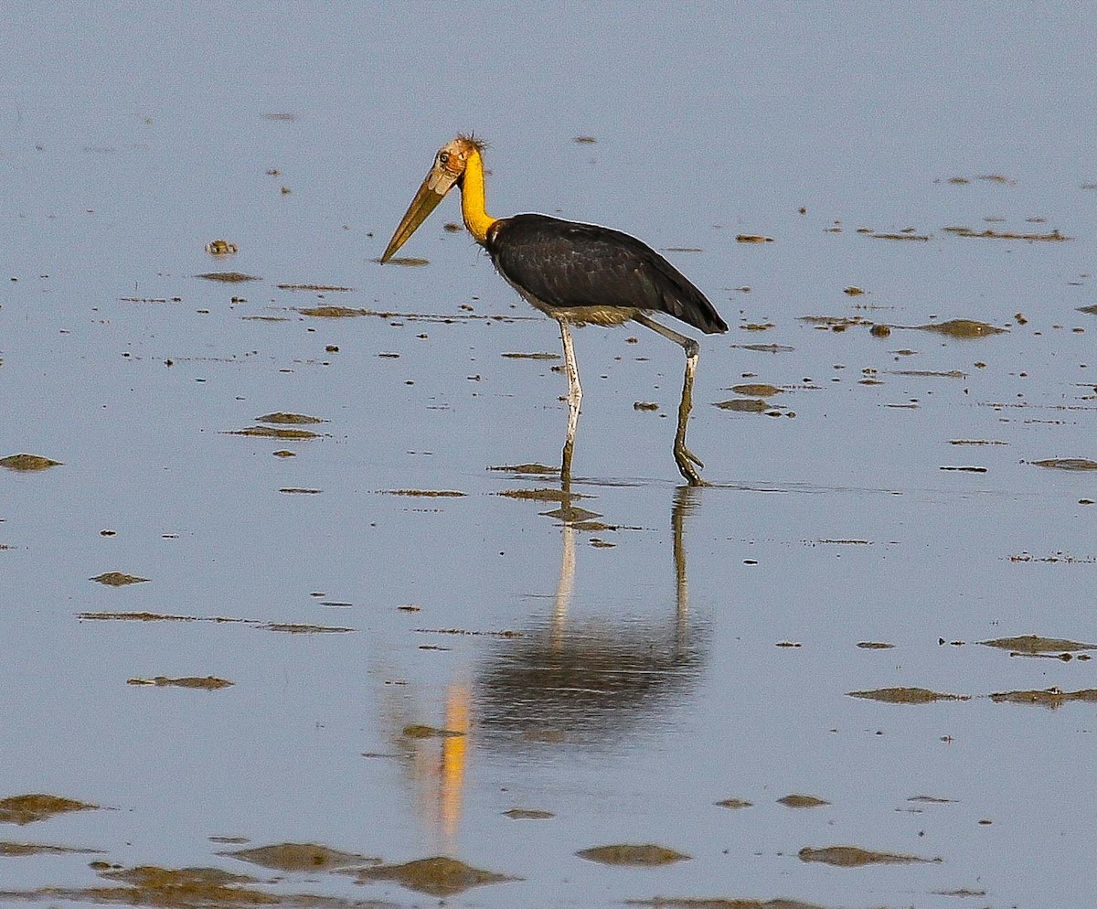 Lesser Adjutant - ML238408461