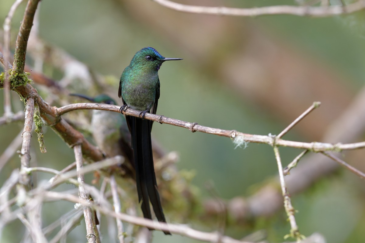 Long-tailed Sylph - Holger Teichmann