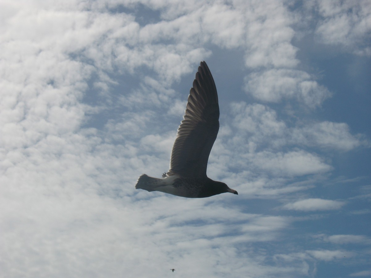 Belcher's Gull - ML238409731