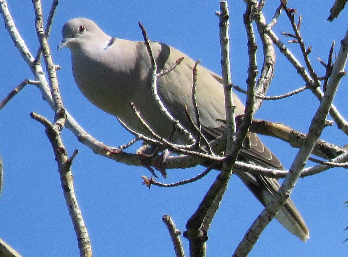 Eurasian Collared-Dove - Patrick O'Driscoll