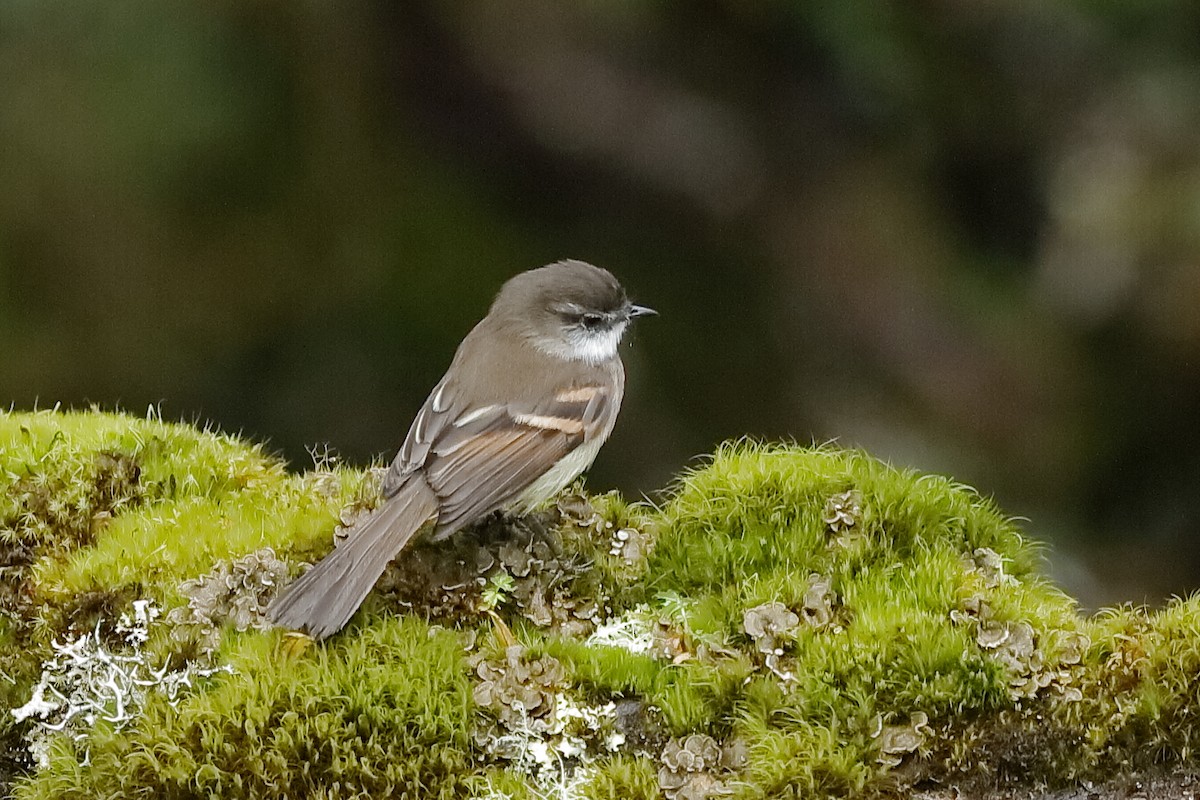 White-throated Tyrannulet - Holger Teichmann