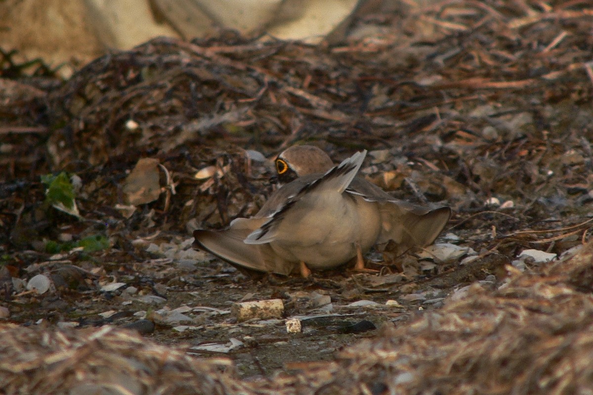 Little Ringed Plover - ML238412541