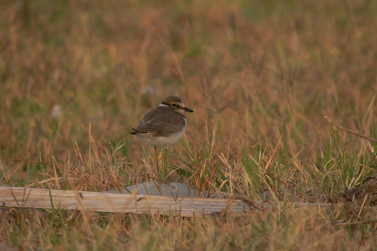 Little Ringed Plover - ML238412551