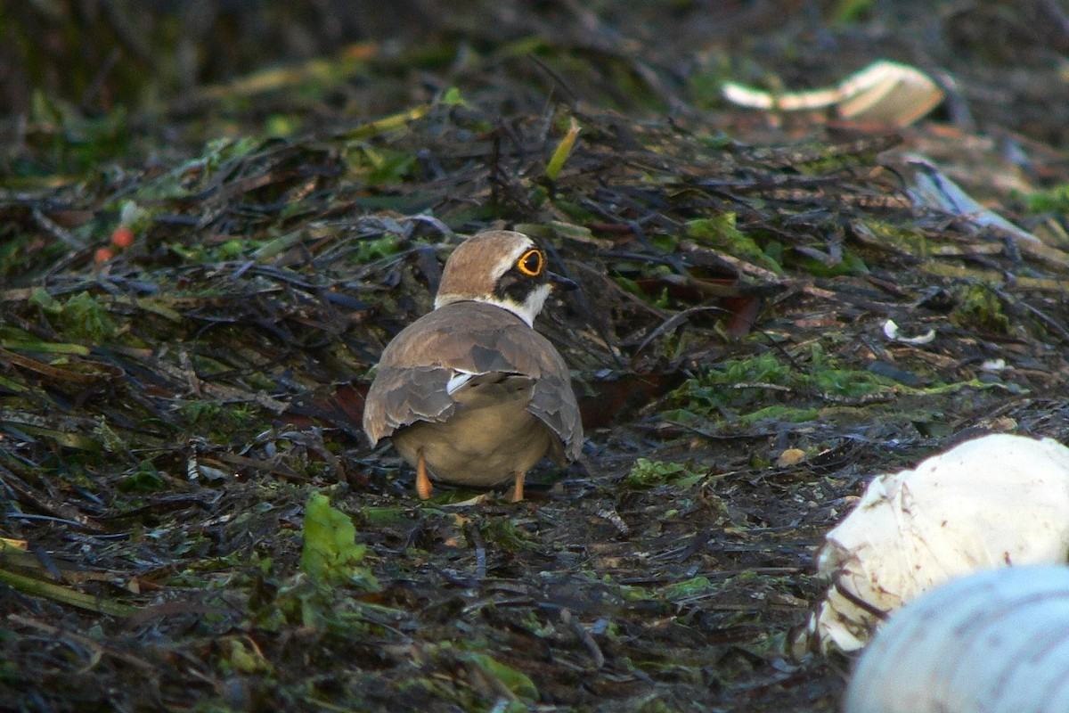 Little Ringed Plover - ML238412561