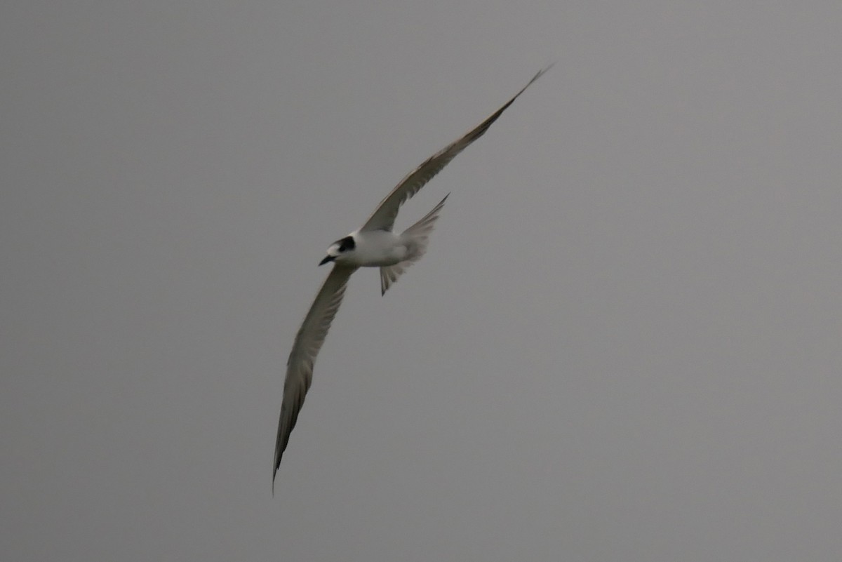 Common Tern - ML238413361