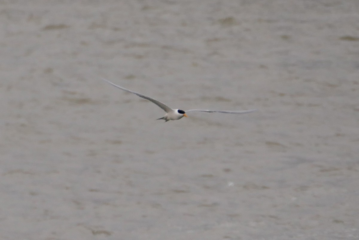 Lesser Crested Tern - ML238413401