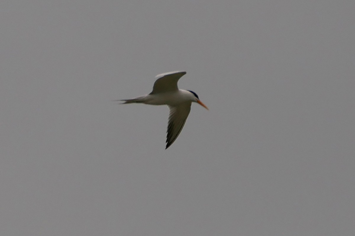 Lesser Crested Tern - ML238413421