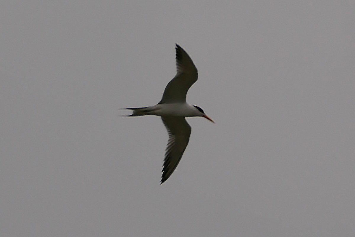 Lesser Crested Tern - ML238413431