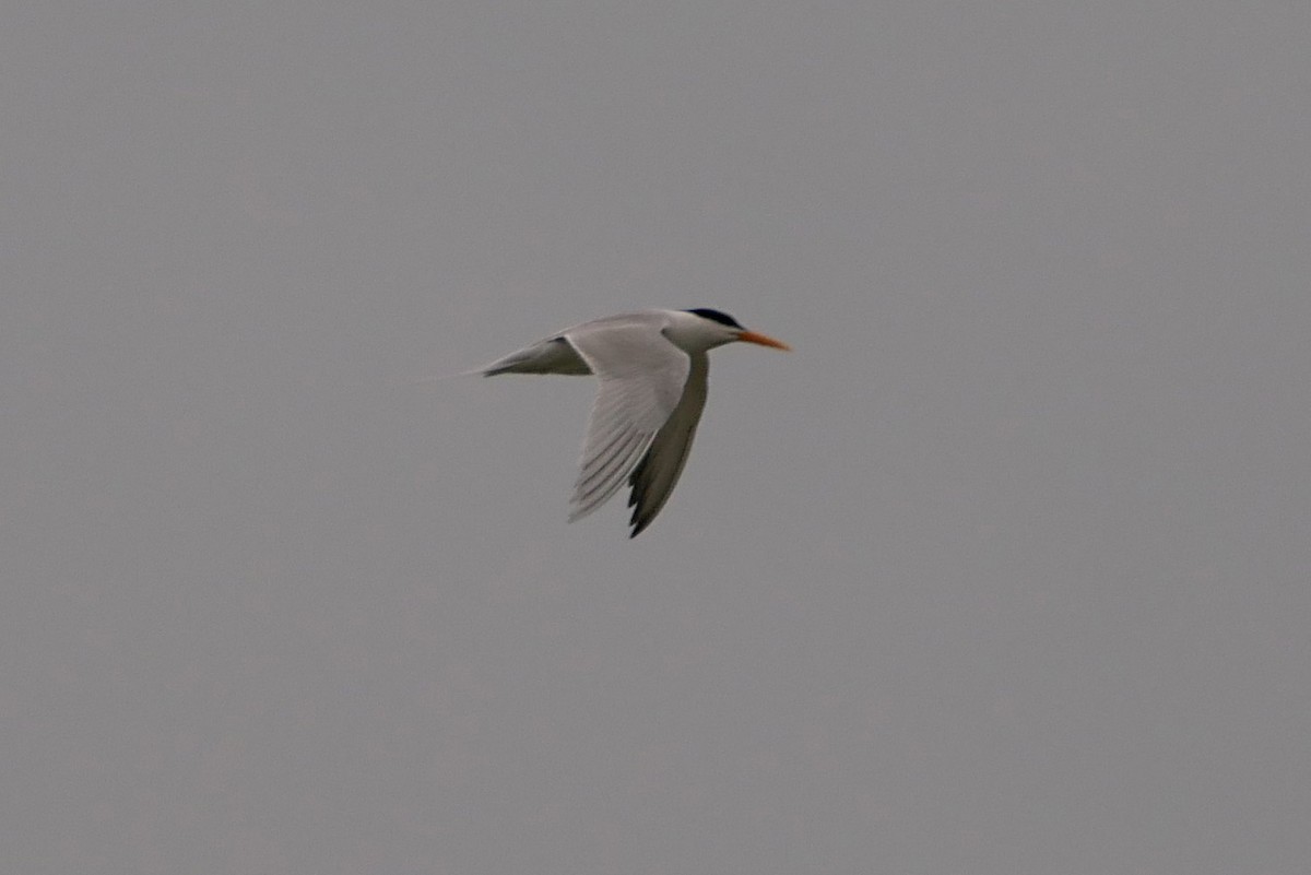 Lesser Crested Tern - ML238413441