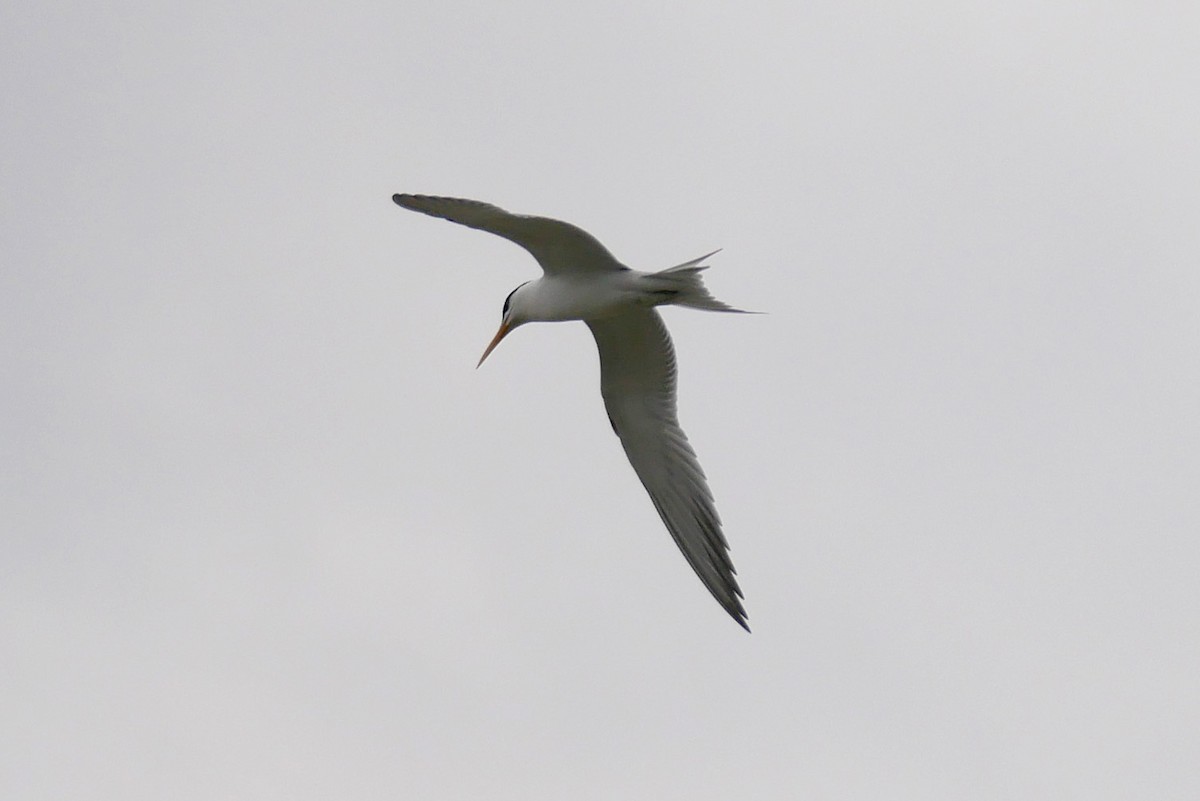 Lesser Crested Tern - ML238413721