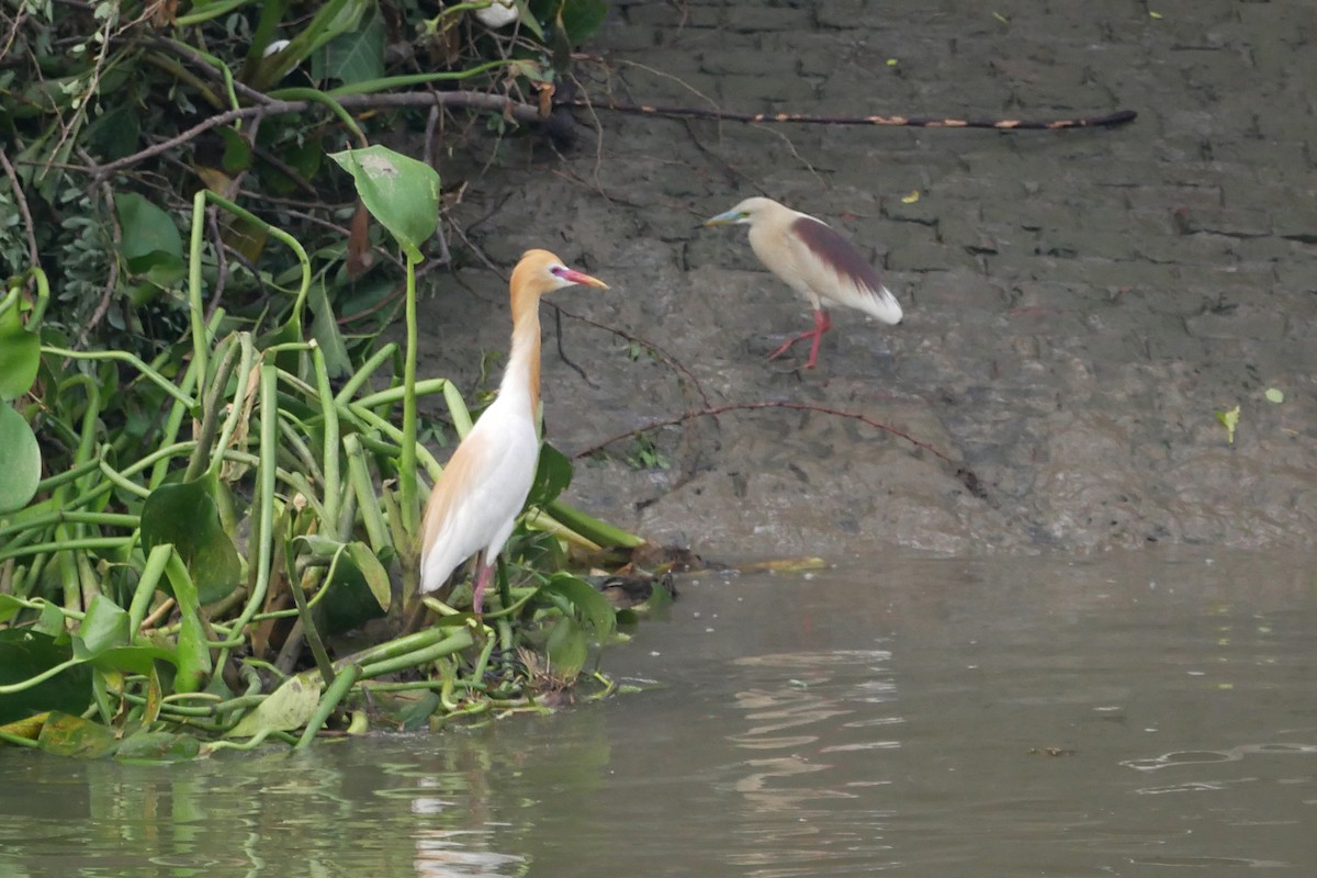 Eastern Cattle Egret - ML238413831