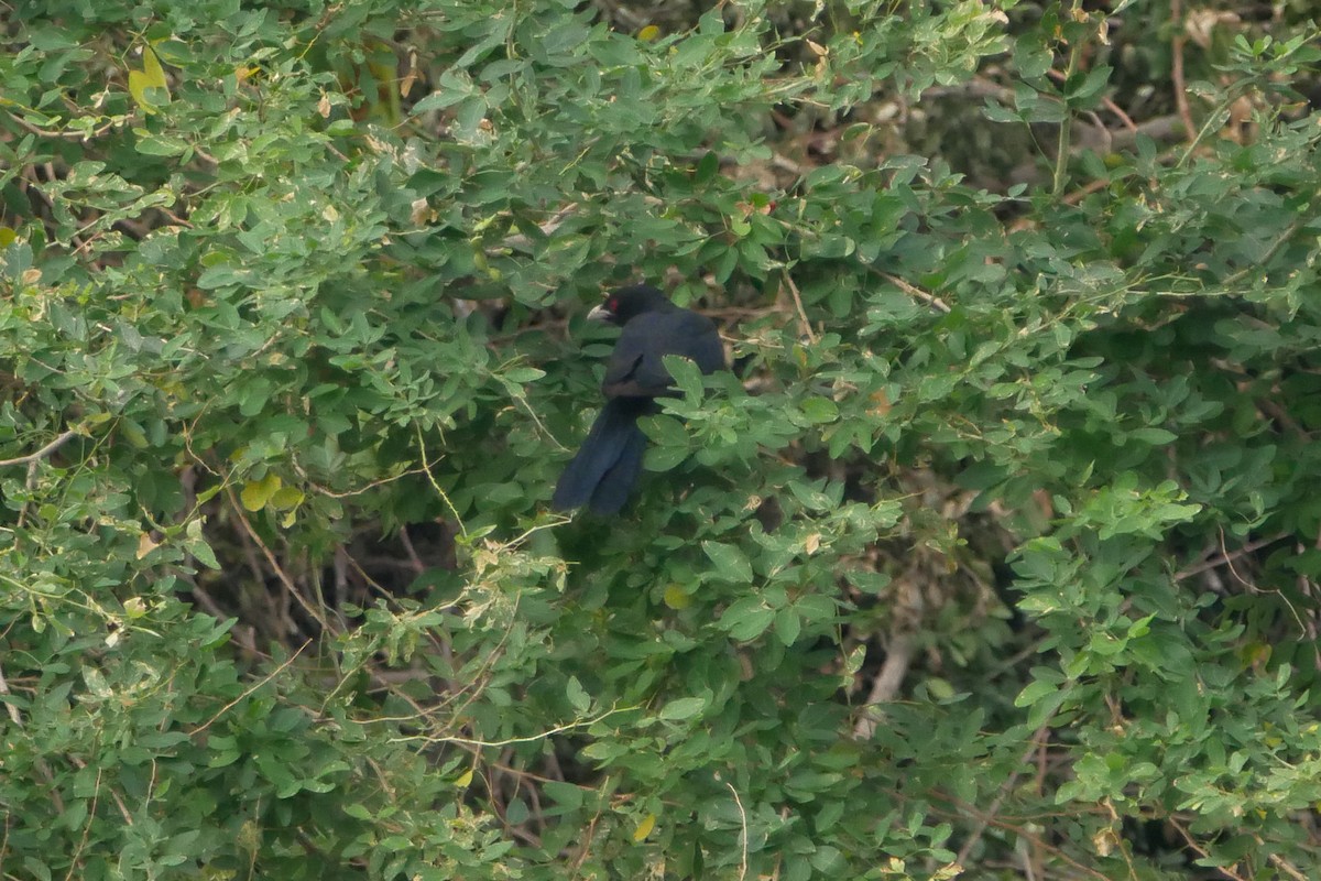 Asian Koel - ML238413881