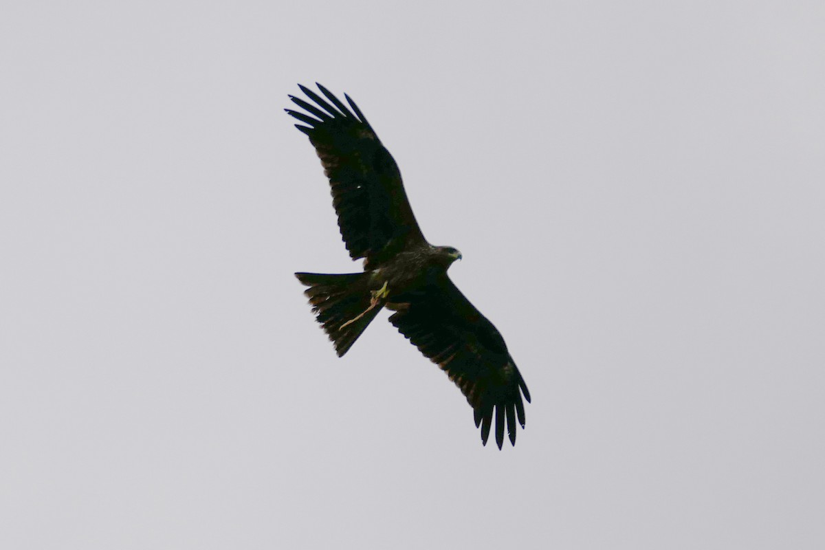 Black Kite - ML238413931