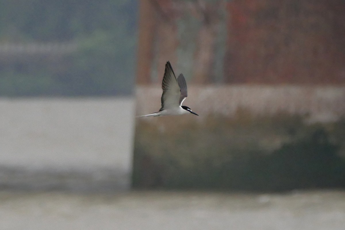 Bridled Tern - ML238414471