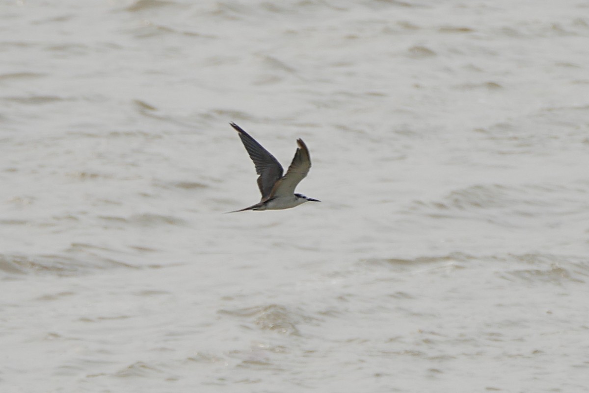 Bridled Tern - ML238414871