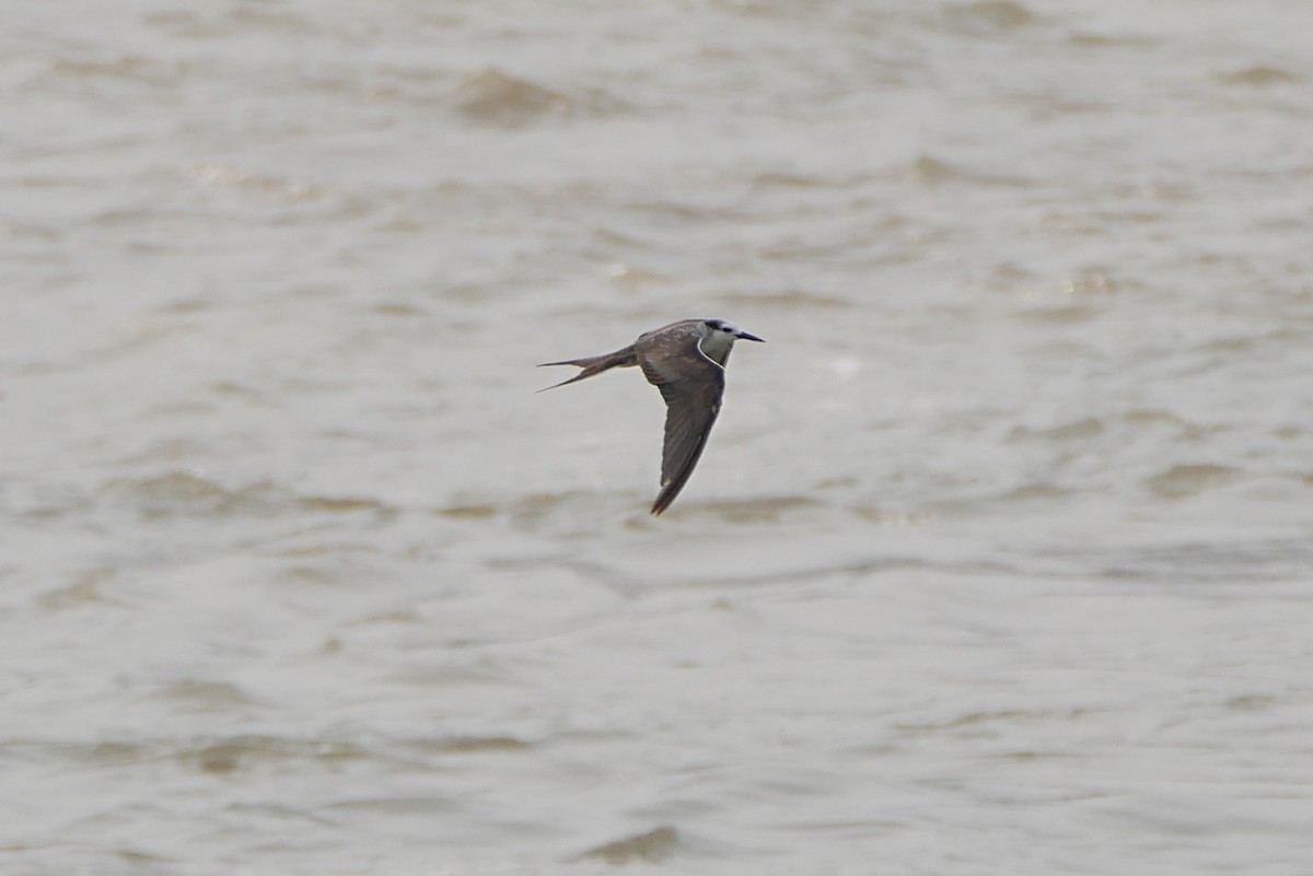 Bridled Tern - ML238414881