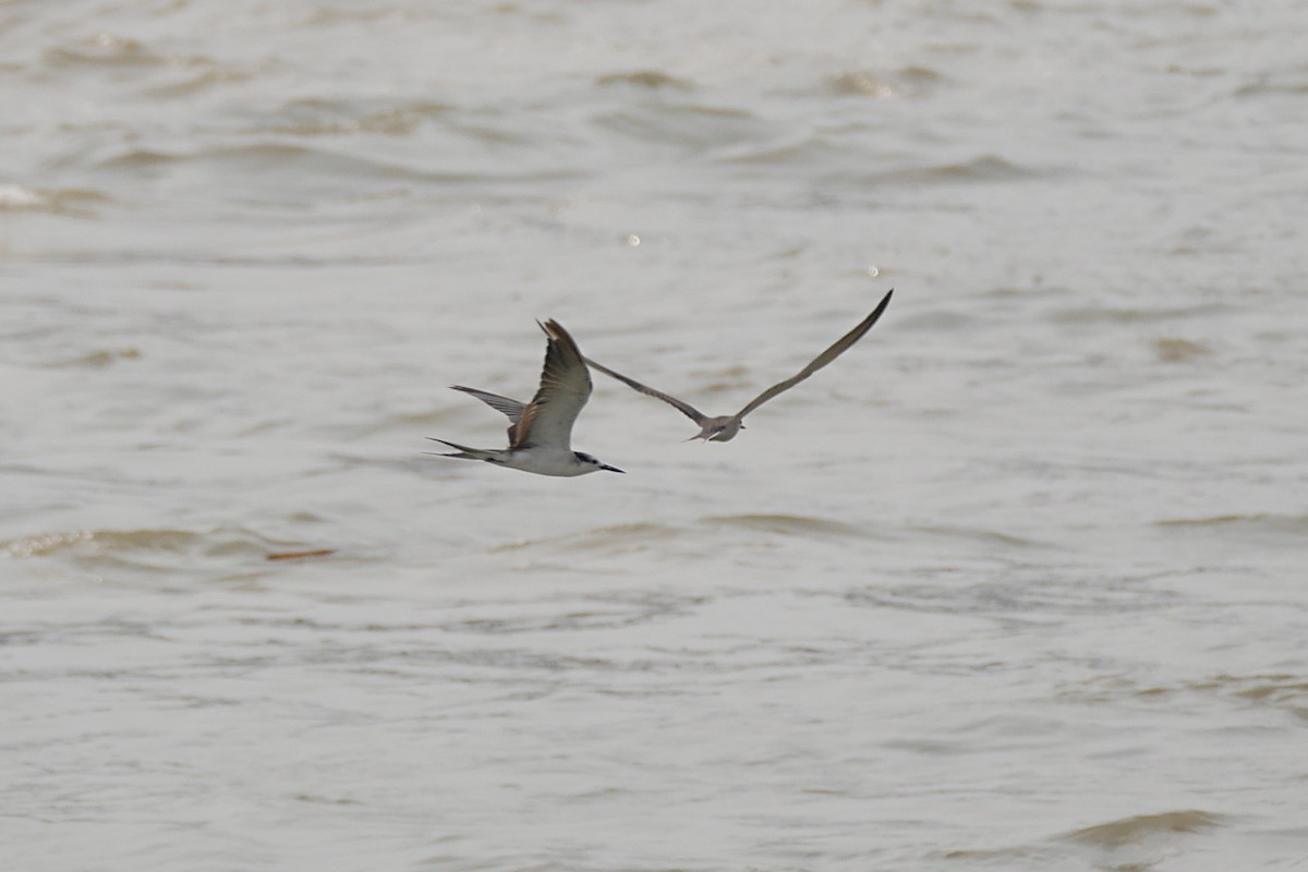 Bridled Tern - ML238414901