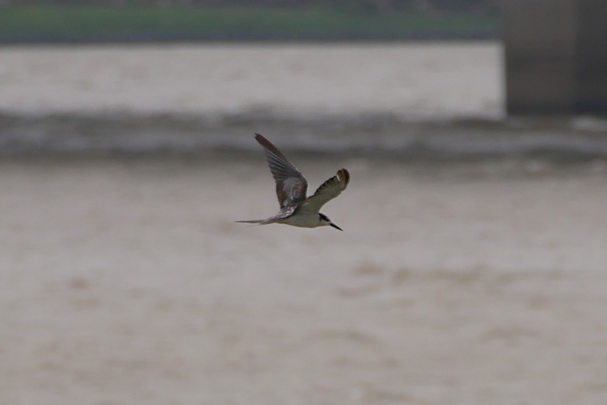 Bridled Tern - ML238414911