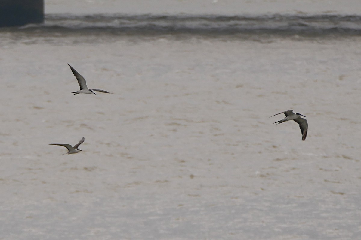 Bridled Tern - Sandeep Biswas