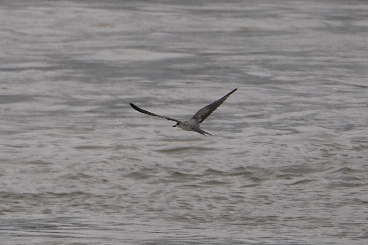 Bridled Tern - ML238414941