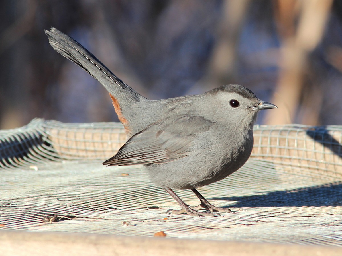 Gray Catbird - Cooper Cronk
