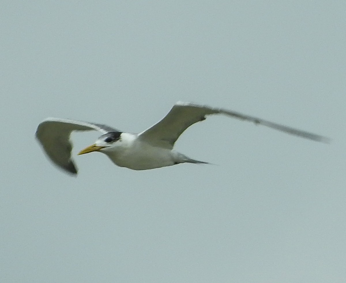 Great Crested Tern - ML238417661