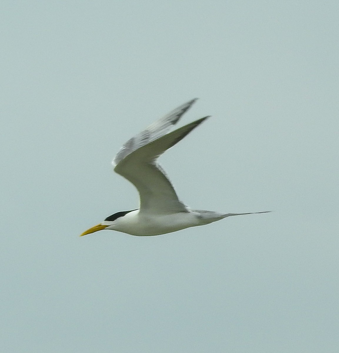 Great Crested Tern - ML238417671