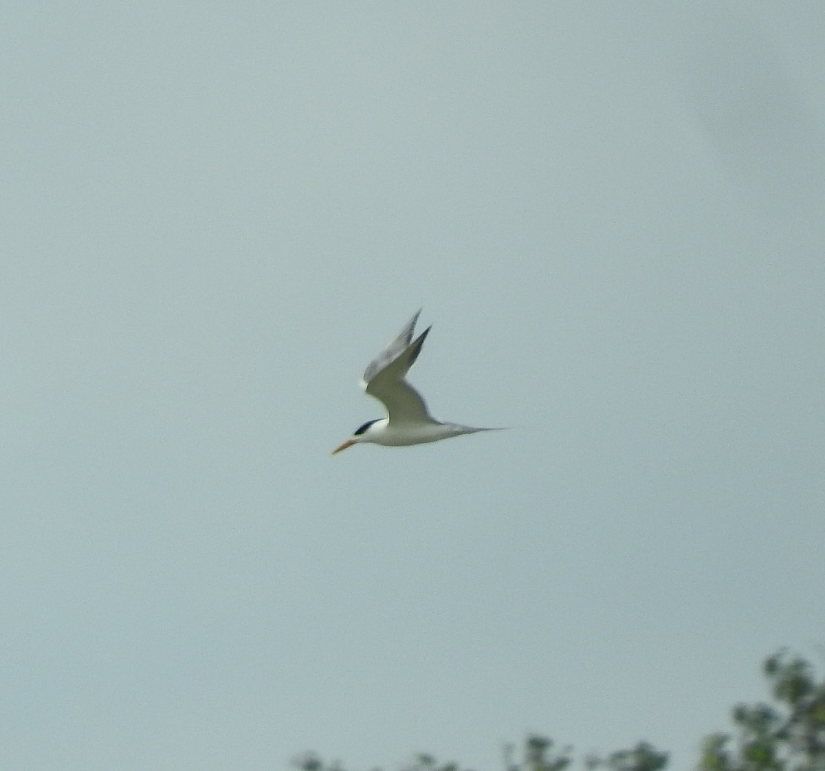 Great Crested Tern - ML238417691